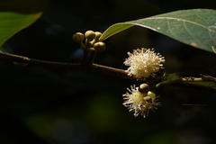 Litsea stocksii